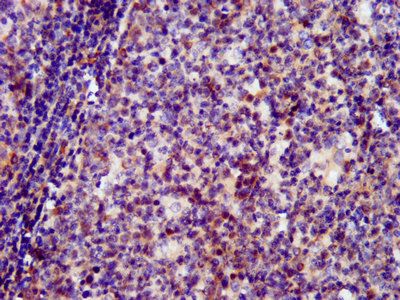 SIN3B Antibody