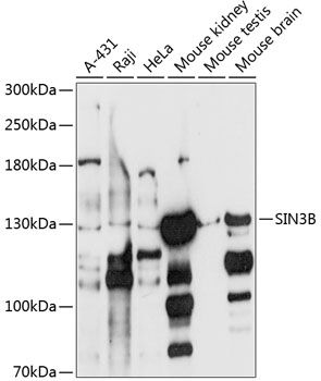 SIN3B antibody
