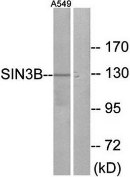 SIN3B antibody