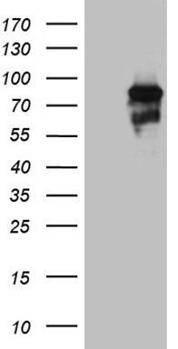 SIRP alpha (SIRPA) antibody