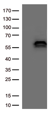 SIRP alpha (SIRPA) antibody