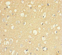 SIRPA Antibody