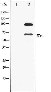 SirT1 antibody
