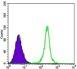 SIRT1 Antibody