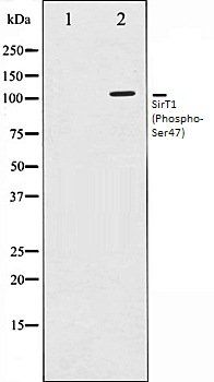 SirT1 (Phospho-Ser47) antibody