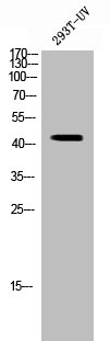 SIRT2 Antibody