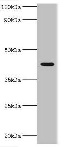 SIRT3 Antibody