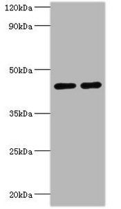SIRT3 Antibody