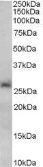 Goat anti-SIRT3 Antibody