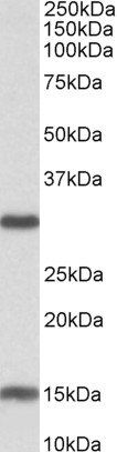 Goat anti-Sirtuin 3 (mouse) Antibody