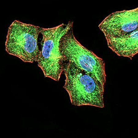 SIRT4 Antibody