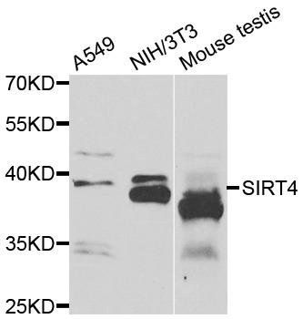 SIRT4 antibody