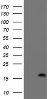 SIRT5 antibody