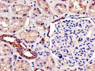 SIRT7 Antibody