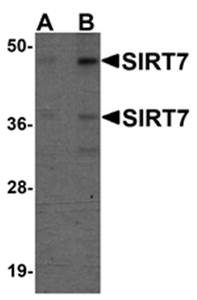 SIRT7 Antibody