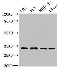 SIX1 antibody