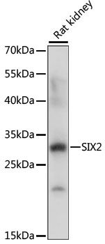 SIX2 antibody