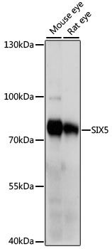 SIX5 antibody