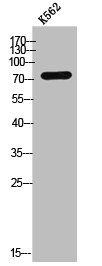 SIX5 antibody