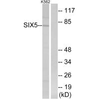 SIX5 antibody