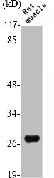 SIX6 antibody