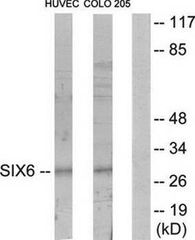 SIX6 antibody