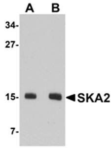 SKA2 Antibody