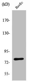 SKIL Antibody
