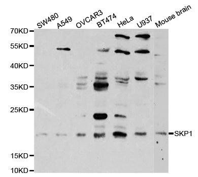 SKP1 antibody