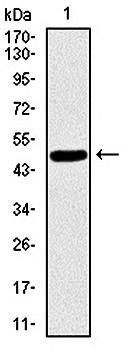 SKP1 Antibody