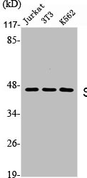 SKP2 Antibody