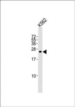 SLA2 antibody