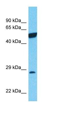 SLAF8 antibody