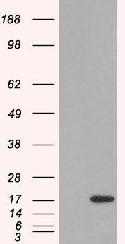 Goat anti-SH2D1A/SLAM associated protein Antibody