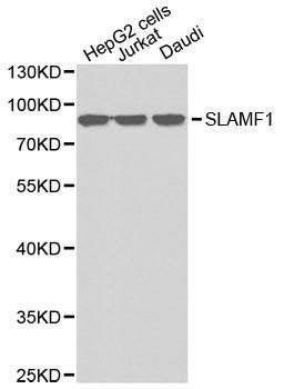 SLAMF1 antibody