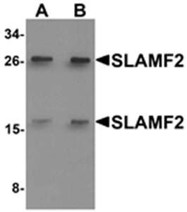 SLAMF2 Antibody