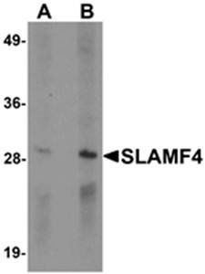 SLAMF4 Antibody