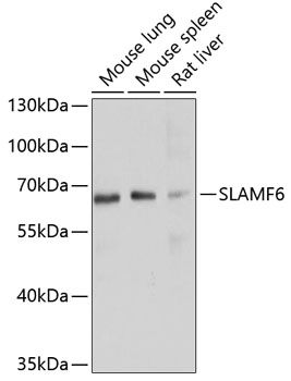 SLAMF6 antibody