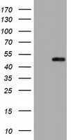 SLAMF7 antibody