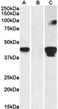 Goat anti-SLAMF8 Antibody