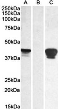 SLAMF8 antibody