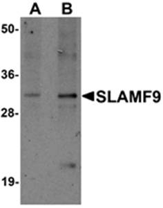 SLAMF9 Antibody