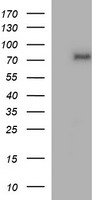 SLAP2 Antibody