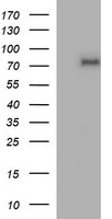 SLAP2 (SLA2) antibody