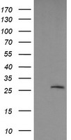 SLAP2 Antibody