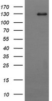 SLAP2 (SLA2) antibody