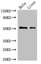 SLC10A3 Antibody