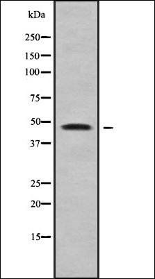 SLC10A4 antibody