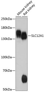 SLC12A1 antibody