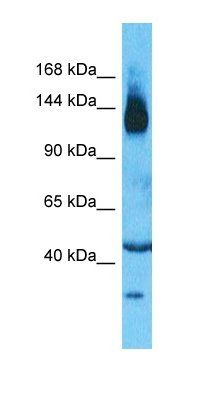 SLC12A2 antibody